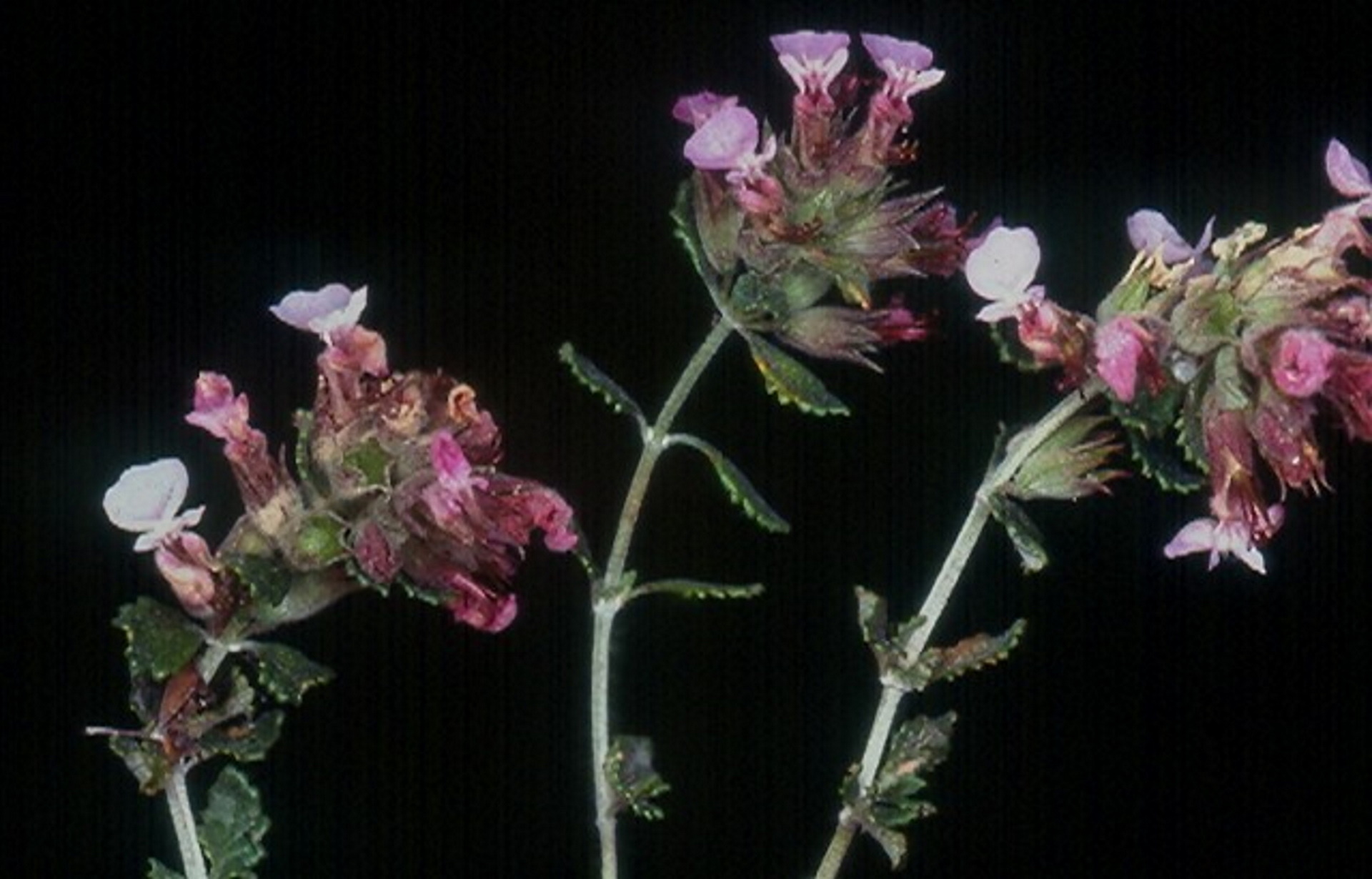 Botanical Garden University Of Crete