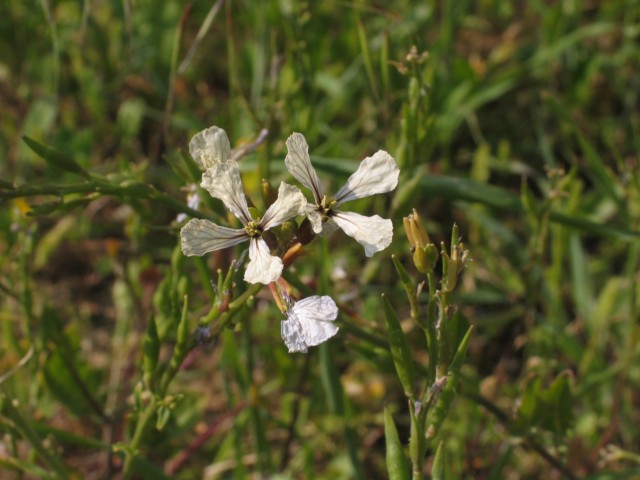 Βοτανικός Κήπος του Πανεπιστημίου Κρήτης